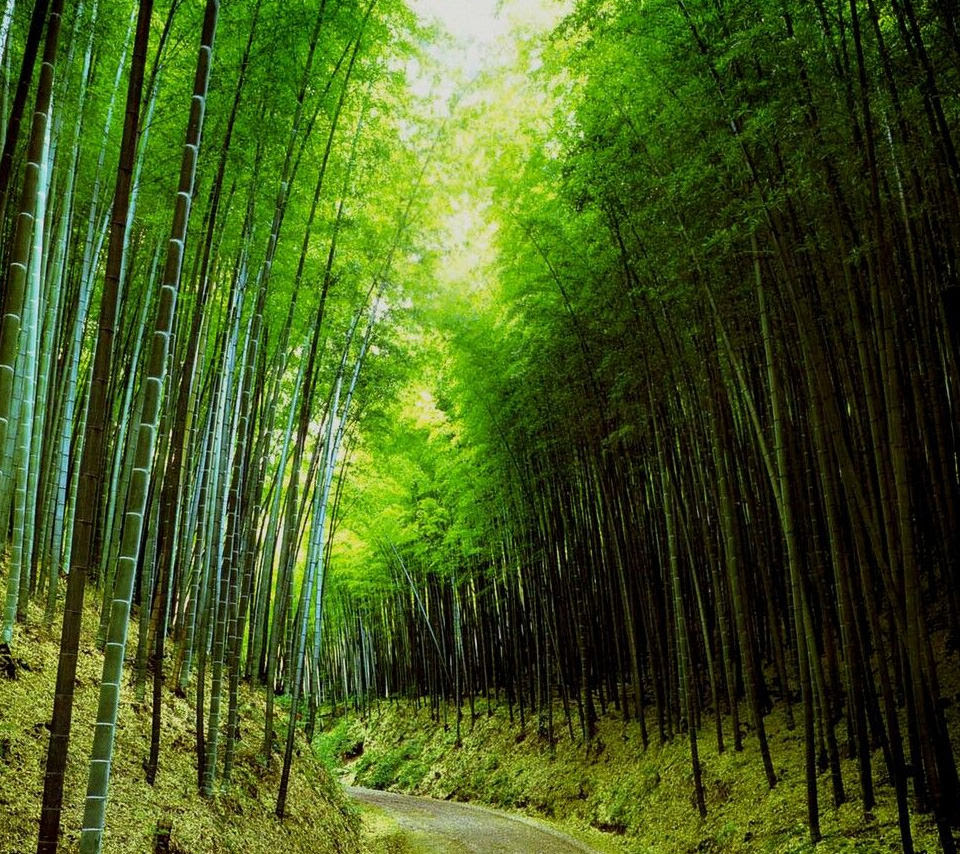 Blogpictjpvjq5 最も人気のある 壁紙 竹林 画像
