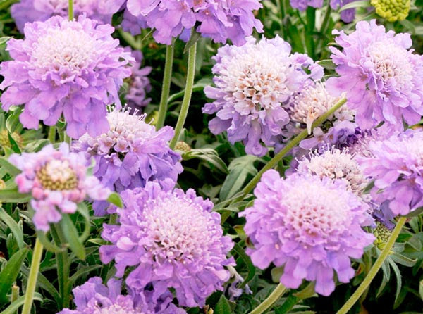 Fiorellini a grappolo profumatissimi che crescono inizio. Fiori Di Settembre 19 Specie Per Un Autunno Colorato Fiori Da Giardino