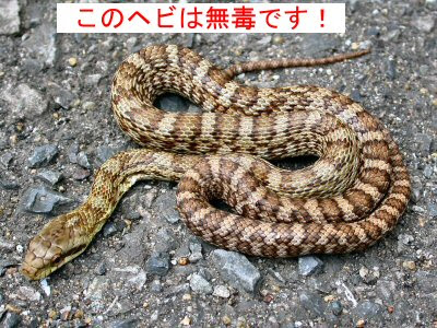 0以上 アオダイショウ 幼蛇 アオダイショウ 幼蛇 Saikonomuryoorange