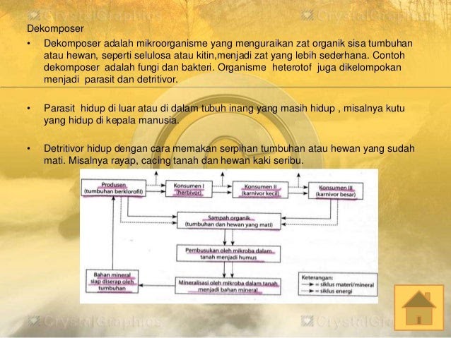  Contoh  Hewan  Invertebrata  Dan Makanannya Oerotoh