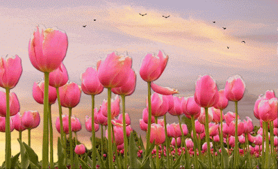 Derniere Fleurs Gif Anime Abdofolio