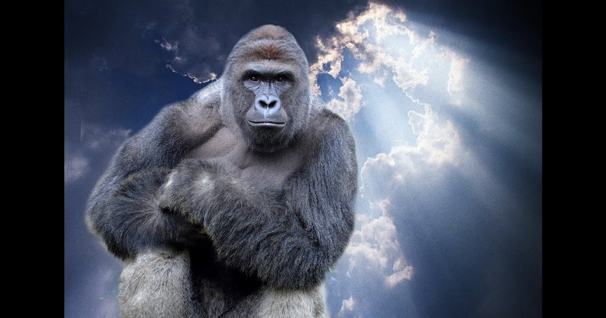 Harambe Roblox Id | Roblox Promo Codes 2019 April Not Expired