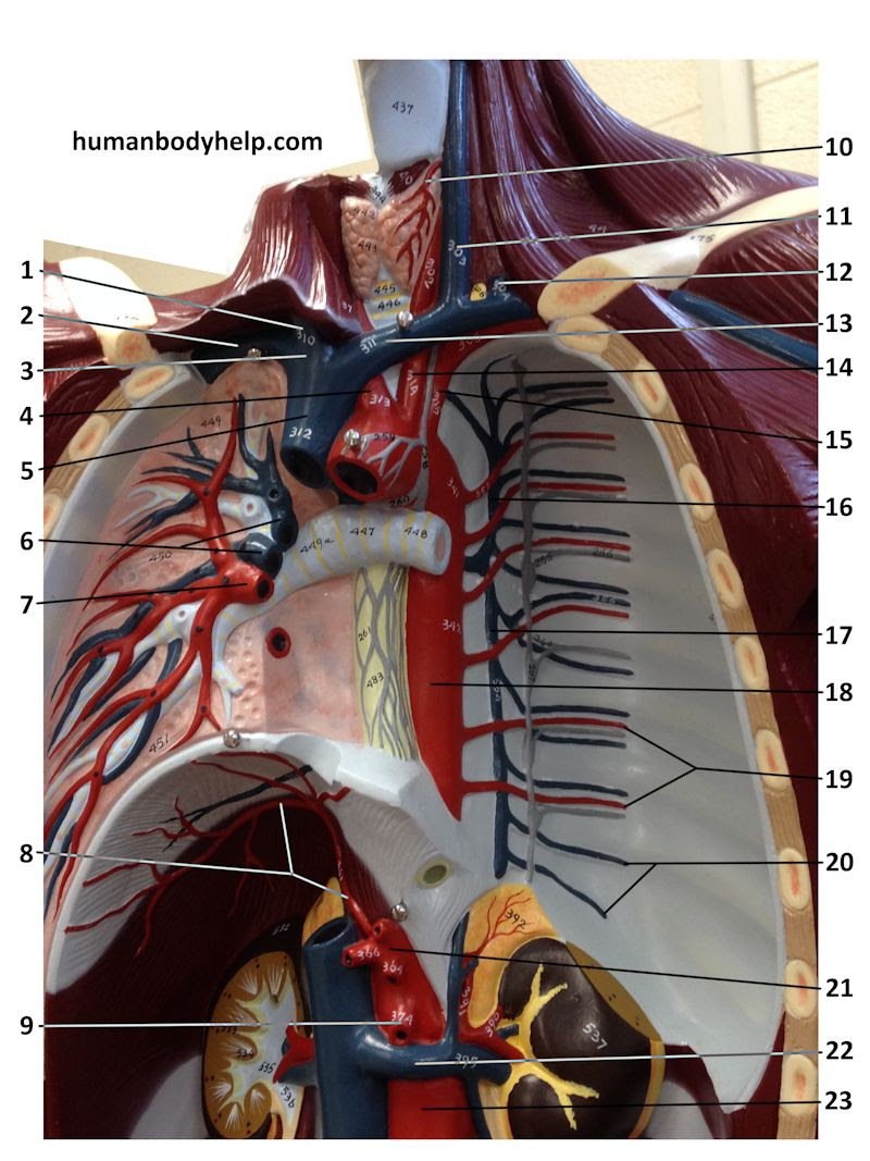 Human body full parts inside 4 photos of the human body full parts inside human body parts inside stomach, inside female human body, inside human body diagram, inside human body organs, inside human body parts names, inside human body pictures, inside the human body for kids, human anatomy, human body parts inside. Upper Torso 2 Blood Vessels Human Body Help