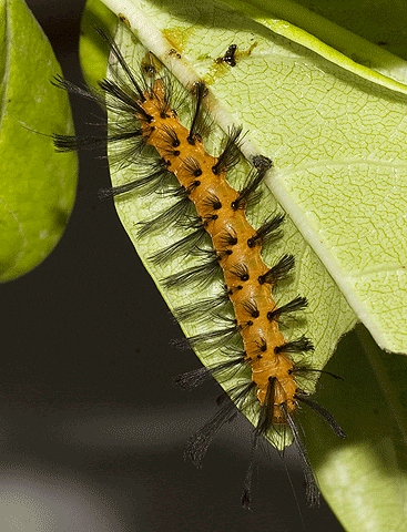 The identifiable features of this tufty caterpillar are its furry black ends and wide yellow band around the body's middle. Julia