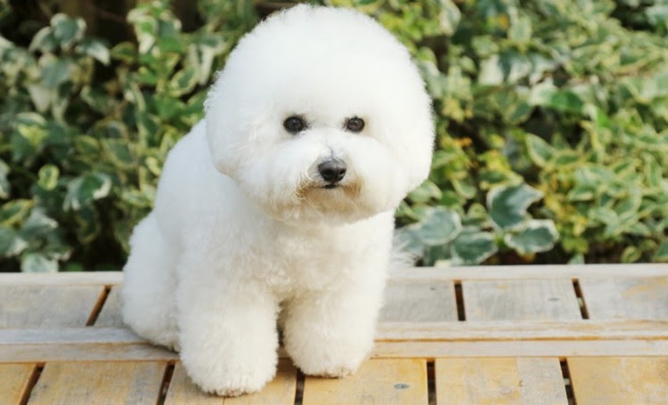 最も人気のある 白い ふわふわ 犬 名前 白い ふわふわ 犬 名前 Okepict7v0a