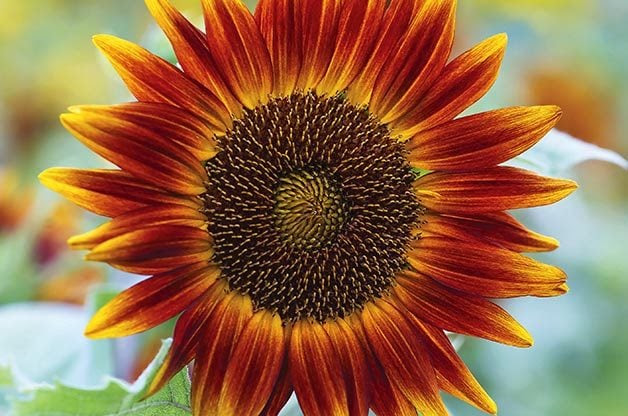 Top 10 Sunny Sunflower Varieties