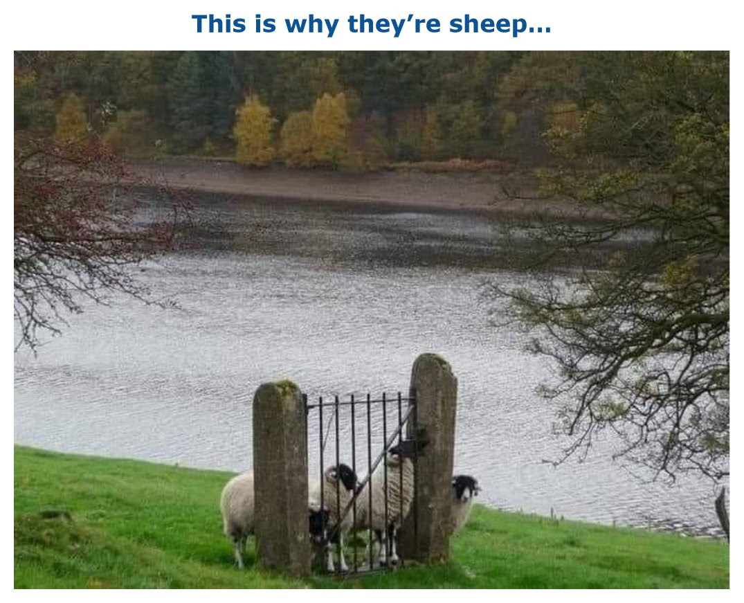 Photo of sheep hehind a gate but there is not fence, just a gate.