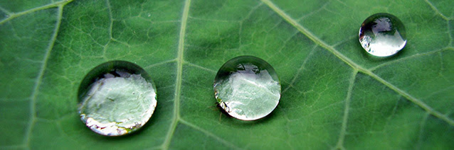 Drops of Water by http://www.morguefile.com/creative/muvuca