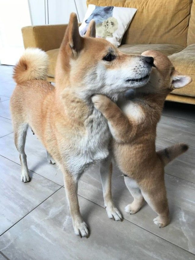 すべてのカタログ 優雅 柴犬 かわいく ない