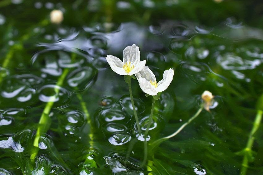 ベストコレクション オオカナダモ 花 オオカナダモ 花