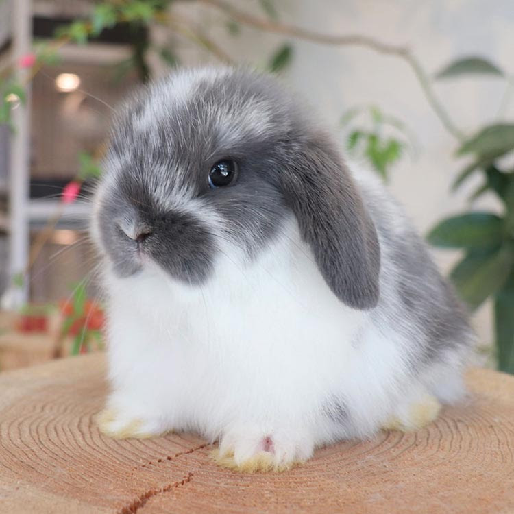最高うさぎ ホーランドロップ 最高の動物画像