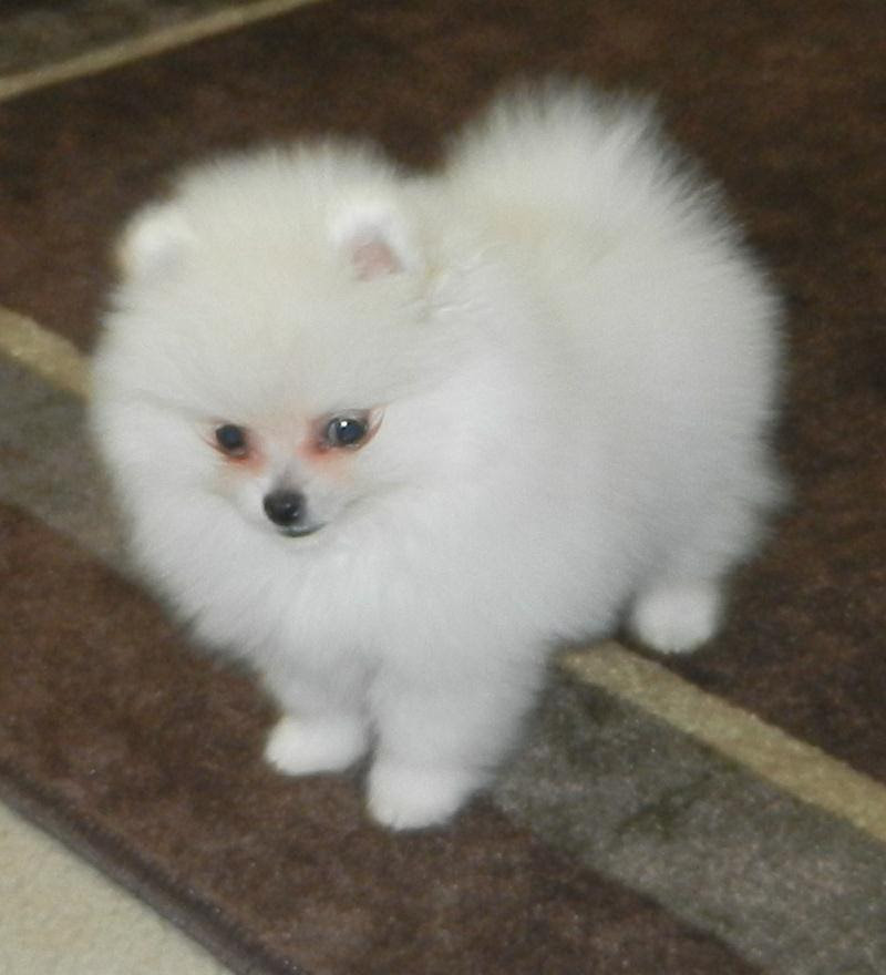 Adorable Pomeranian Price Full Grown Pomeranian Teacup
