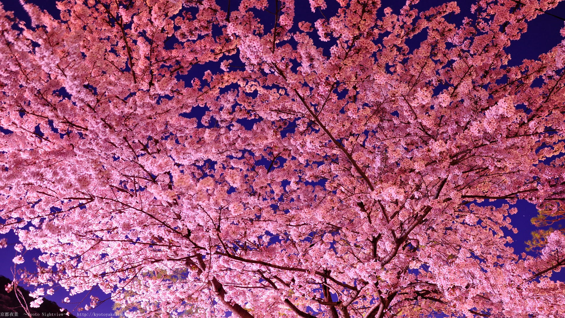 画像をダウンロード 夜桜 壁紙 4k 壁紙 夜桜