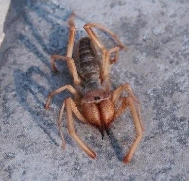 Camel spiders are also called wind scorpions or sun spiders. Solifugid Sun Spider In The Sonoran Desert