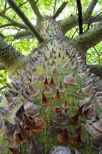 Silk floss tree, South America  by alan_sailer on flickr