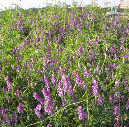 これまでで最高の春 雑草 紫 すべての美しい花の画像