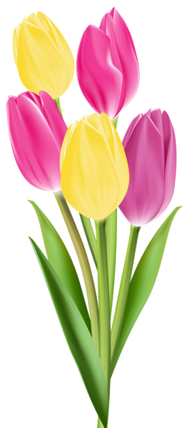Gambar Bunga Tulip Clipart - Gambar Terbaru HD