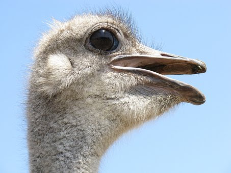 Ostrich, Bird, Head, Wings, Feather