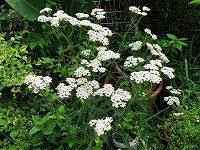 100 7 月 12 日 誕生 花 100 で最高の画像