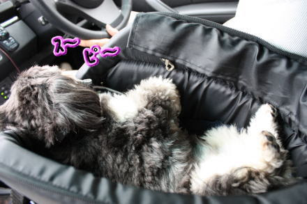 99以上 犬 車 運転席と助手席の間 犬 車 運転席と助手席の間 Okepicthwij