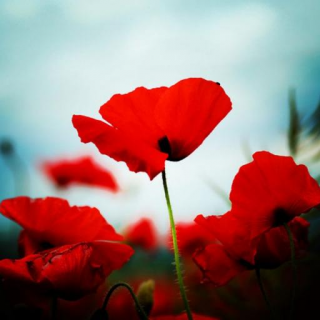 commmemoration poppies