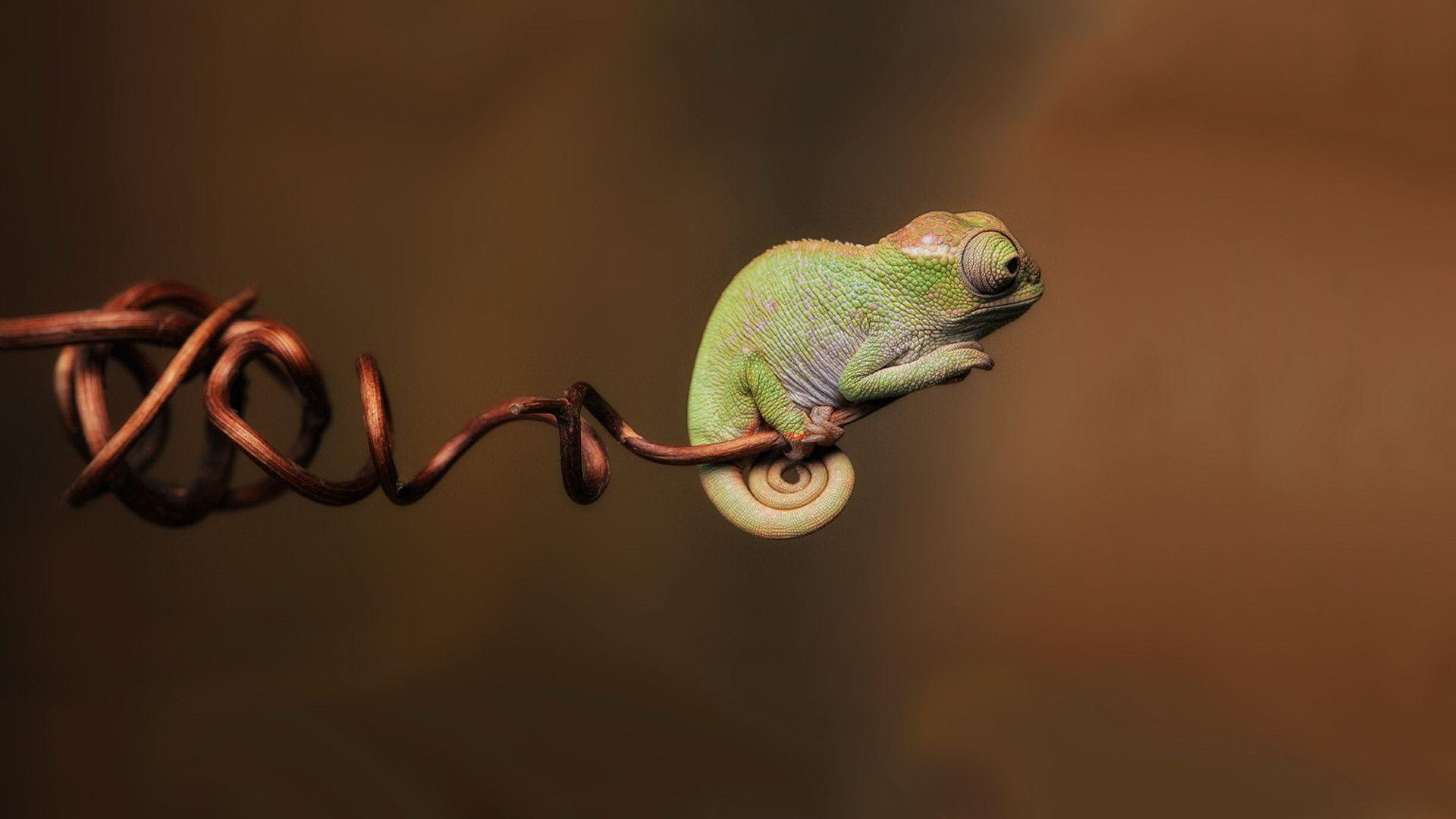 gecko wallpaper