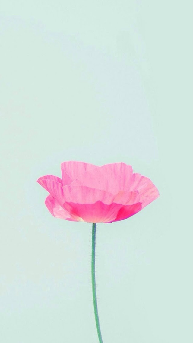 上選択 壁紙 Iphone 花 トップ新しい画像