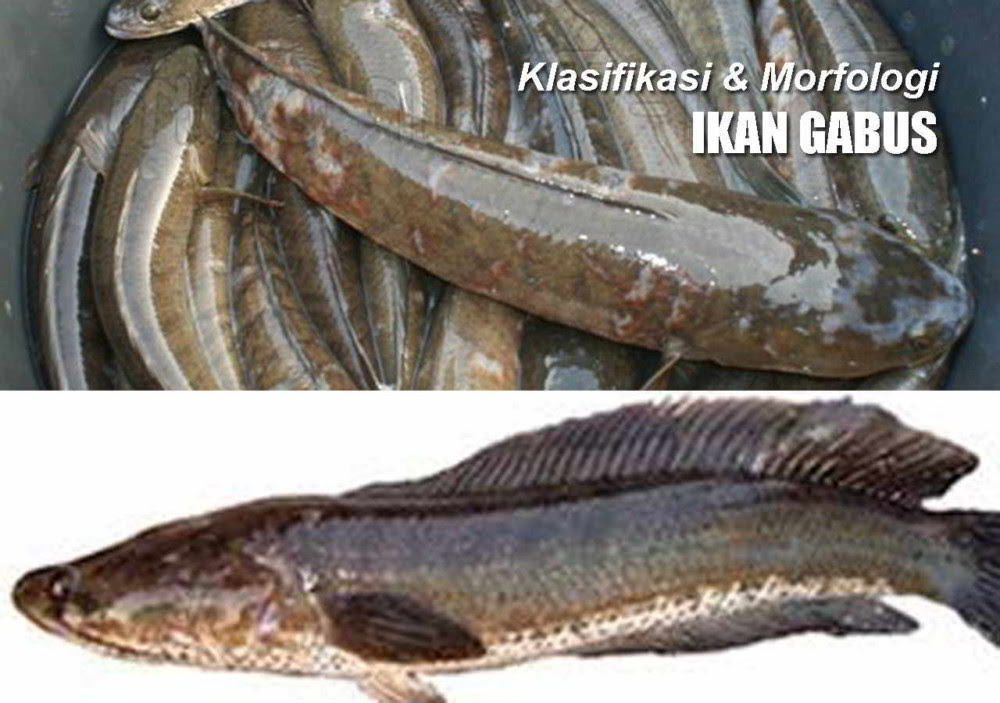 Gambar Ikan Air Laut Dan Penjelasannya - Gambar Ikan HD