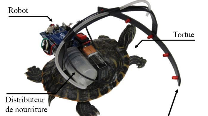 Cette tortue est parasitée par un robot