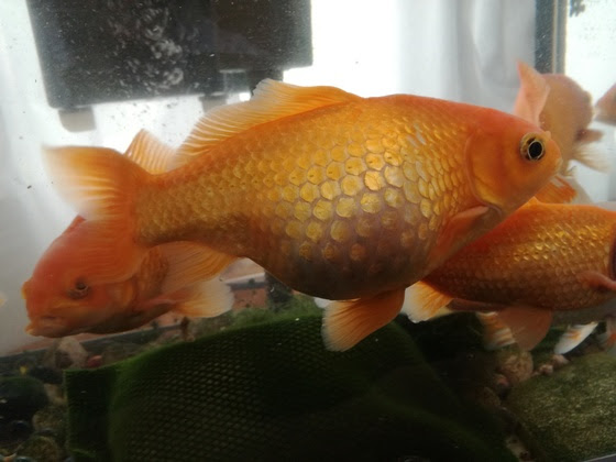 最も共有された 金魚 お腹 膨れる 55 金魚 お腹 膨れる 片側