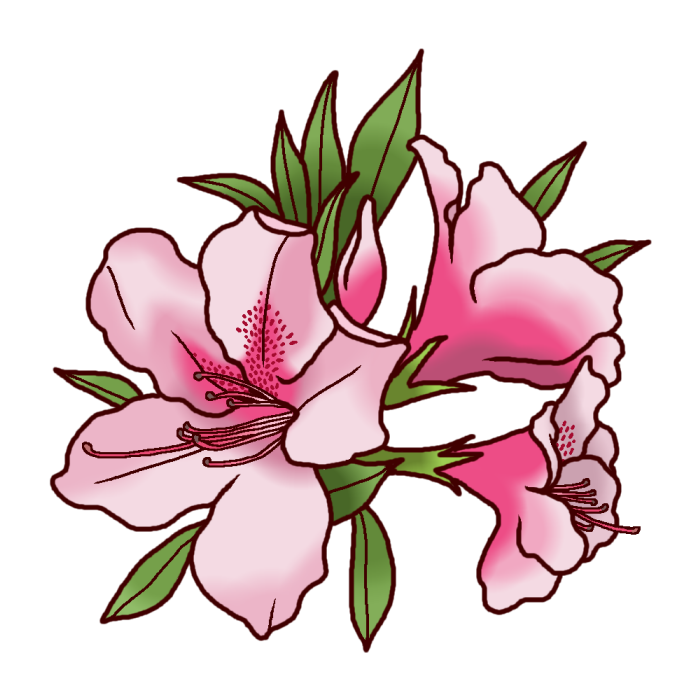 美しい花の画像 元のつつじ イラスト 書き方