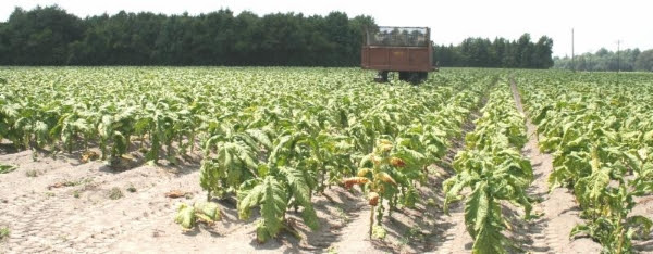 Is a bitter pill waiting for flue-cured growers? Excess production could result in lower returns. Harvest--as in this file photo of a field near Salemburg, N.C.--is well under way.