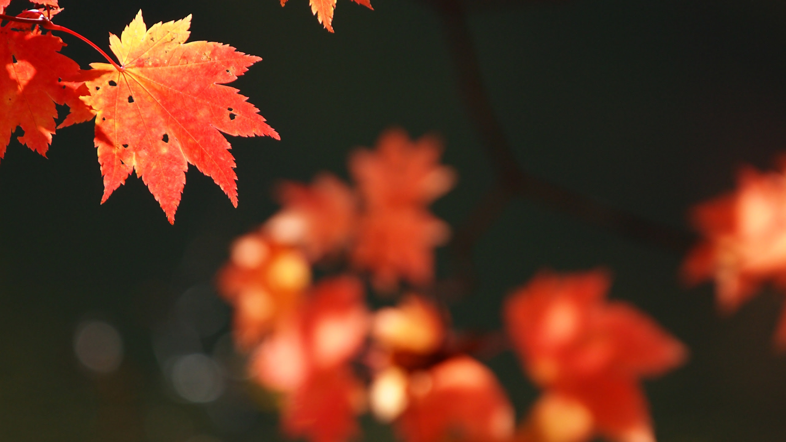 印刷可能無料 紅葉 壁紙 高 画質 無料のhd壁紙 Joskabegami