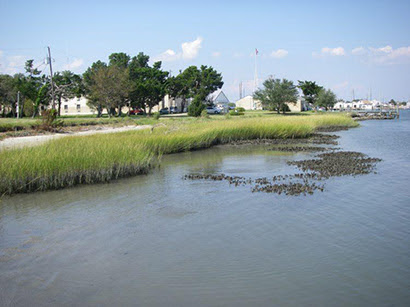 Living Shoreling