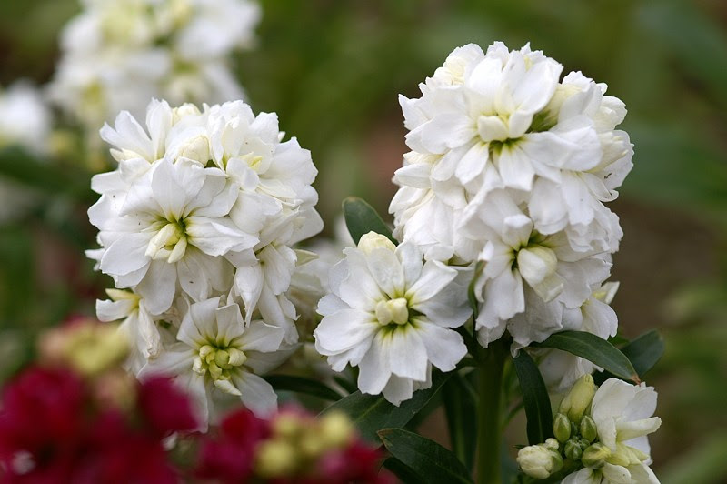 最高ストック 花 白 すべての美しい花の画像