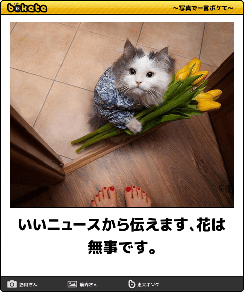 無料でダウンロード 猫 おもしろ 画像 吹い たら 負け 猫 おもしろ 画像 吹い たら 負け Timothynovajp