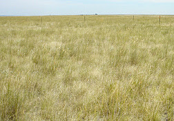 Una parcela experimental en la cual aproximadamente el 75 por ciento de las plantas son la hierba Aristida purpurea. Enlace a la información en inglés sobre la foto