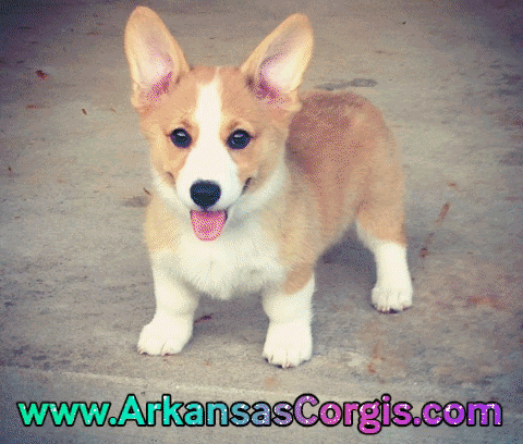 Bred to our clear stud all of her puppies will be carrier for dm (not affected) to view shortie's genetic test results click. Arkansas Corgis Pembroke Welsh Corgis