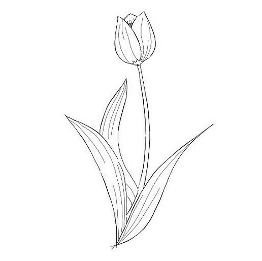 Paling Populer 12 Contoh Gambar Bunga  Tulip Yang  Mudah  
