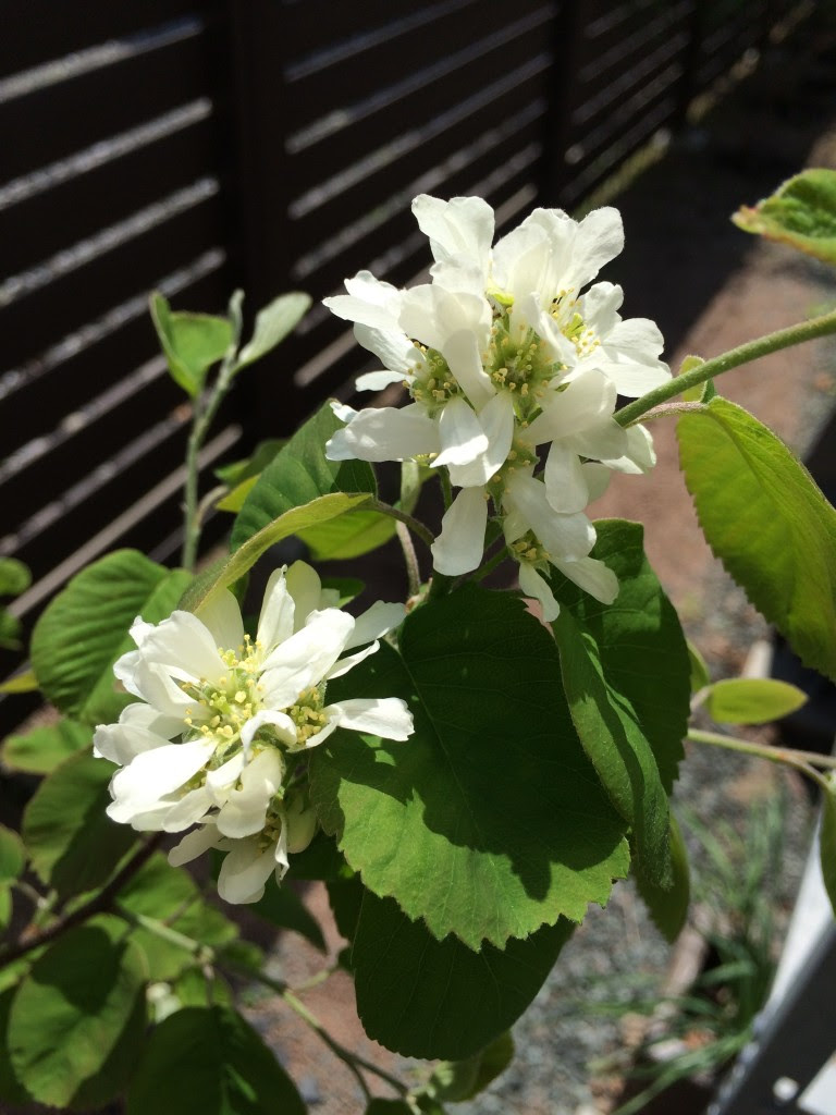 最新ジューンベリー 花 最高の花の画像