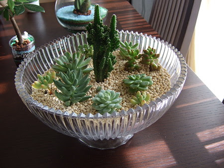 すべての美しい花の画像 無料ダウンロードハイドロ カルチャー 多肉 植物