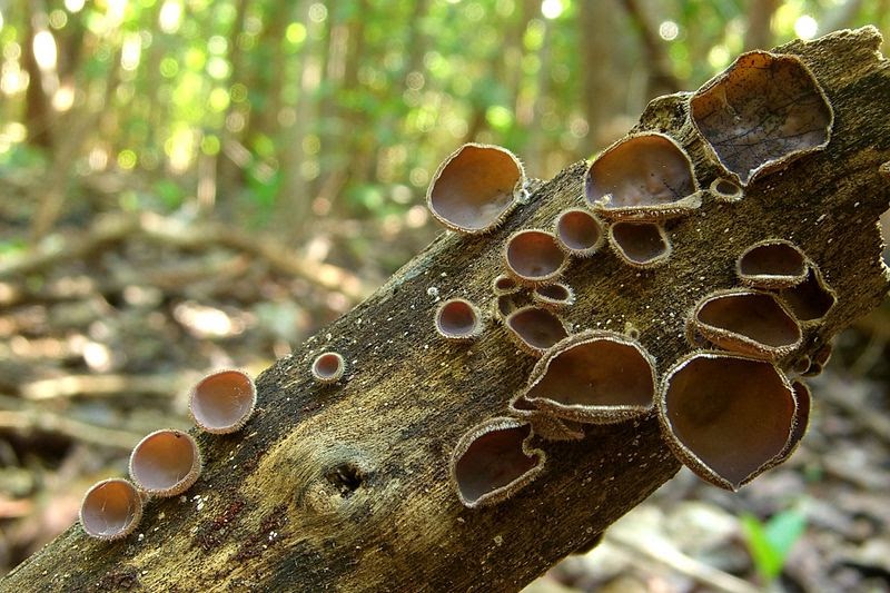 Ciri Ciri Jamur  Basidiomycota  Beserta Gambar  Dan Contohnya 