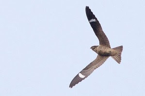 Common Nighthawk by J Richardson