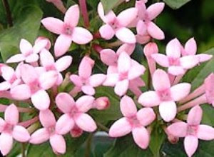 すべての美しい花の画像 ラブリーサネカズラ 花 言葉