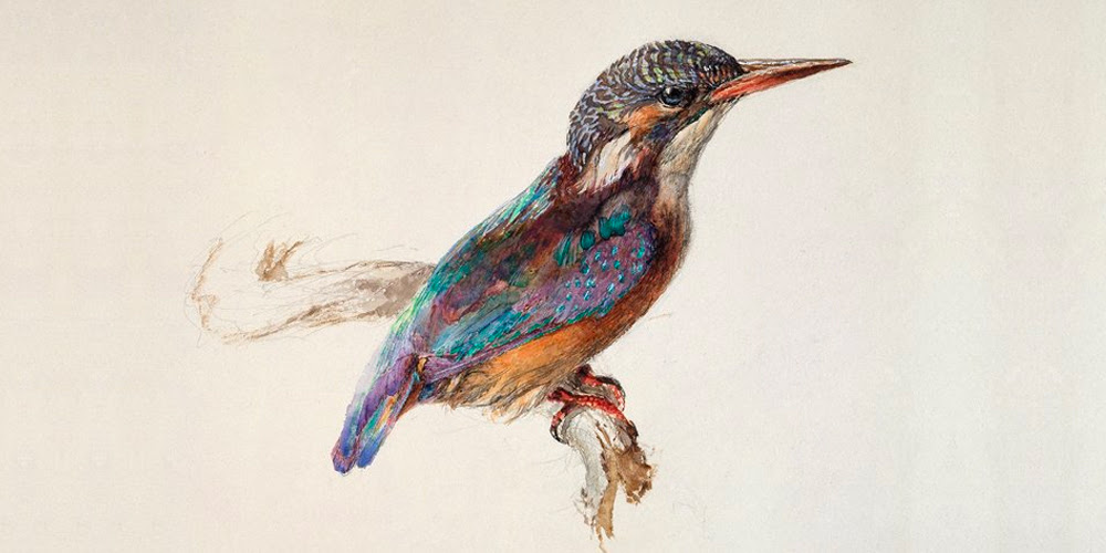 Kingfisher, 1871 – John Ruskin (1819–1900)