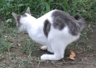The watermark will not be visible on your item. Cat Rabbit Hybrids Cabbits Mammalian Hybrids Biology Dictionary