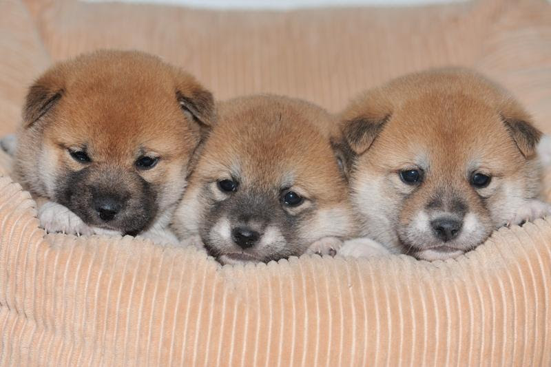 すべての花の画像 心に強く訴える壁紙 柴犬 子犬 画像