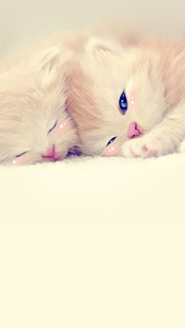 ラブリー可愛い 猫 壁紙 猫 かわいい 最高の花の画像