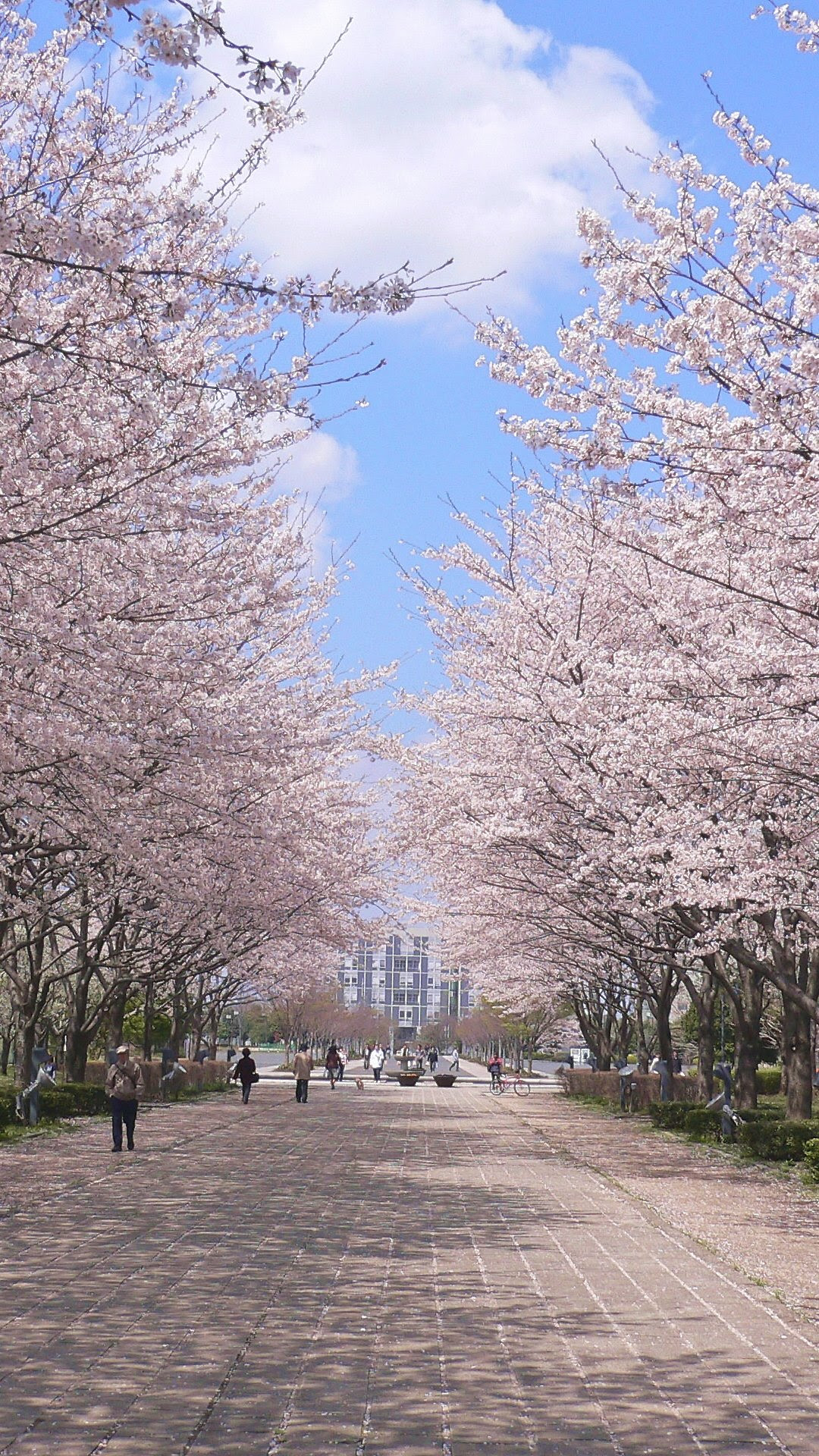 ディズニー画像ランド 無料印刷可能おしゃれ スマホ 壁紙 桜