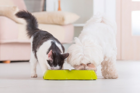 Vitaminas para perros y gatos: cuándo dárselas